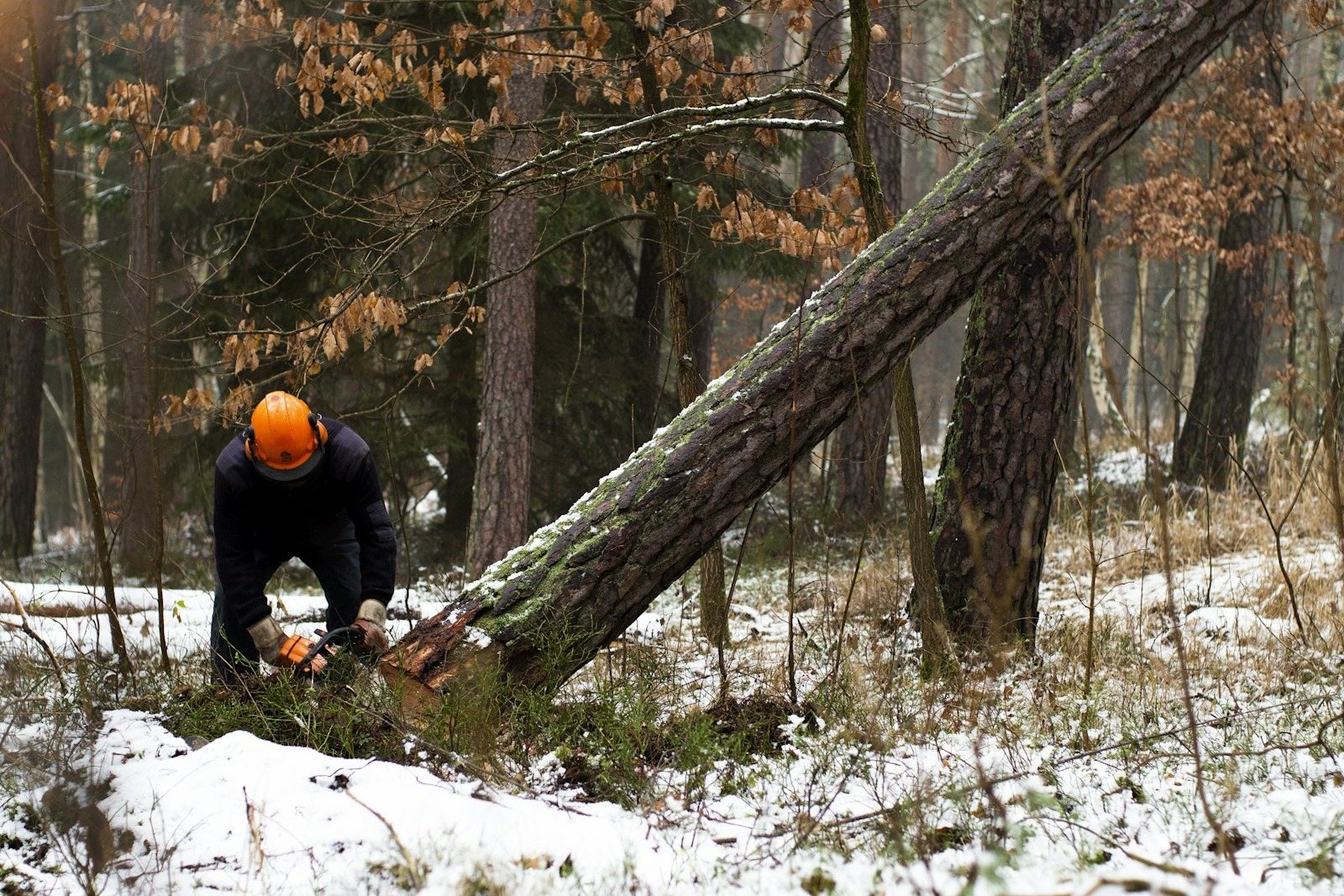 A chainsaw cutting through a felled trunk, sawdust spraying
