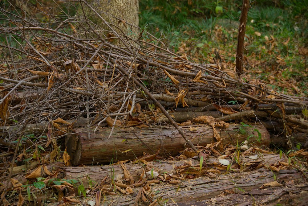 A freshly cleared lot with a brush pile at one edge and tall hardwoods left standing
