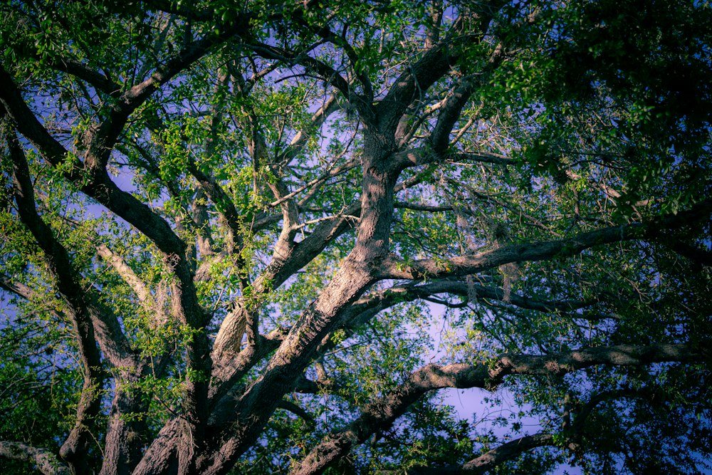 A climber roped into the spreading crown of a mature hardwood
