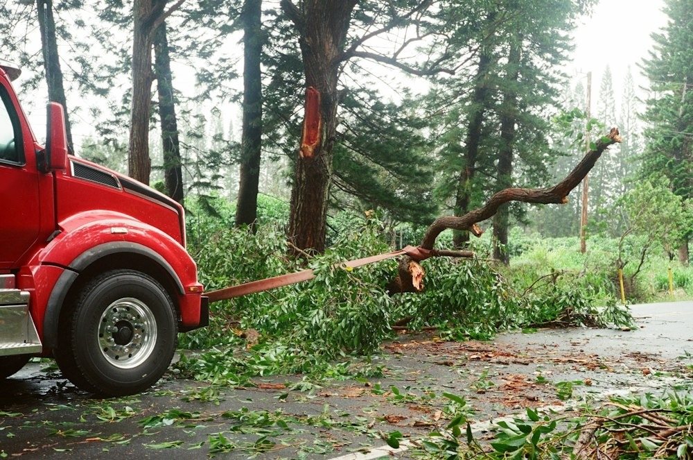 Workers dragging cut limbs across a front lawn toward a trailer at the curb