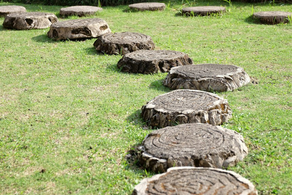 A cut, ringed cross-section of a tree trunk after a completed removal