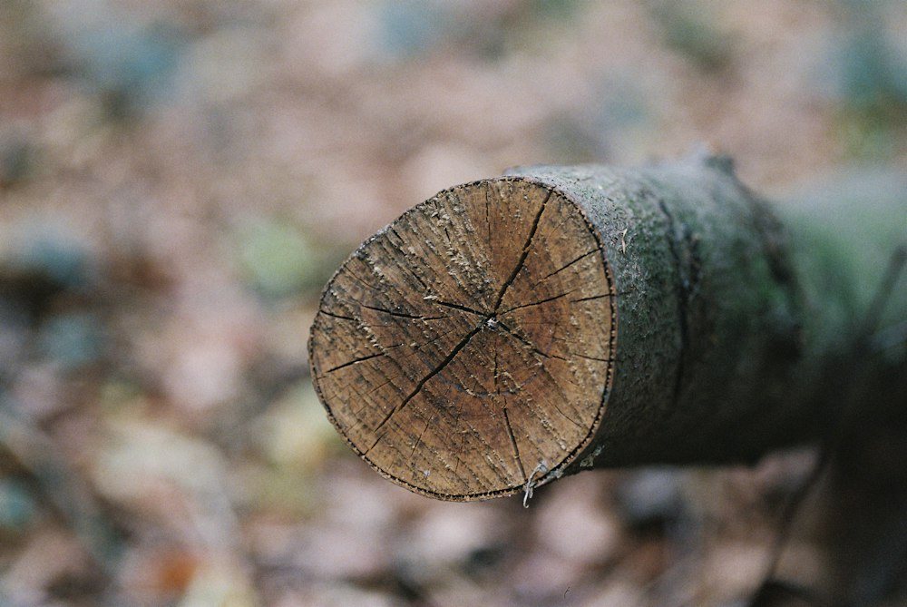 A chainsaw resting on a freshly cut log after a tree removal
