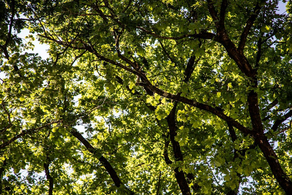 The spreading canopy of a mature hardwood viewed from below after pruning