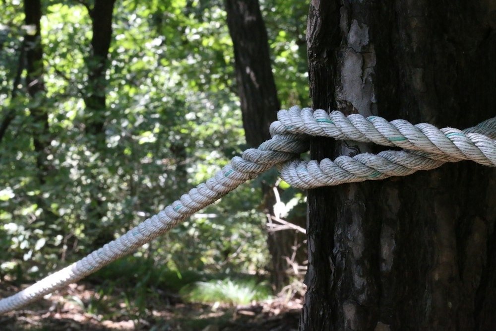 A roped-in climber sectioning a bare hardwood trunk against the sky, a cut piece swinging away on a rigging line