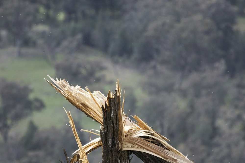 Storm-snapped tree trunks with their broken tops hanging against the sky