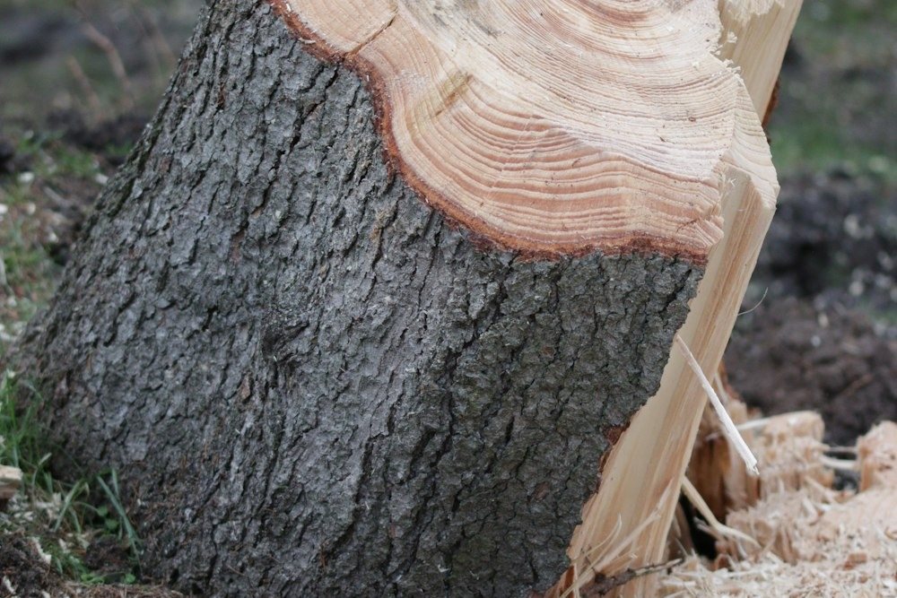 A stump grinder wheel cutting into a stump in a lawn, wood chips flying