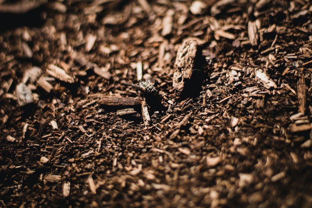 A close-up of fresh wood chips and stump grindings