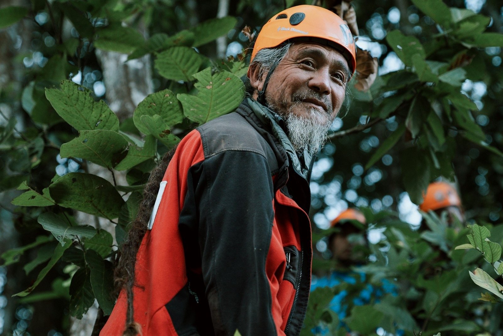 A climber roped into the trunk of a tall tree, cutting a limb inside the canopy