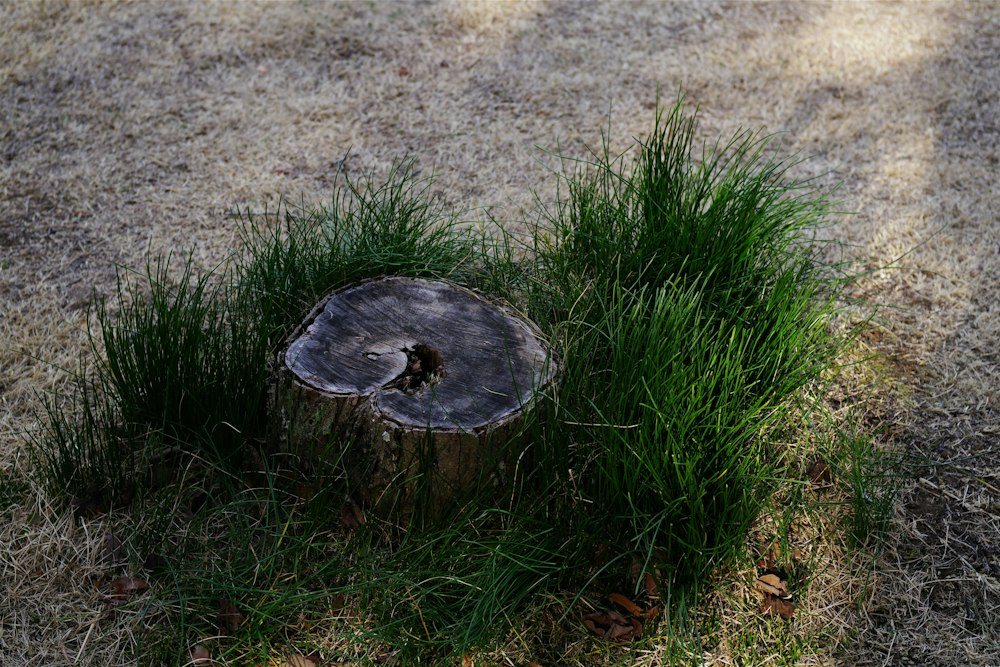 A wide cut stump left in a mowed lawn, before grinding